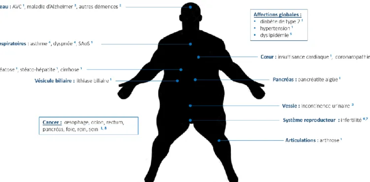 Figure 3 - Principales comorbidités physiques de l’obésité. Références de la figure : ¹ Pi-Sunyer,  2009 ;  2  Nguyen et al., 2014 ;  3  Henry Lai et al., 2019 ;  4  Mafort et al., 2016 ;  5  Klop et al., 2013 ; 