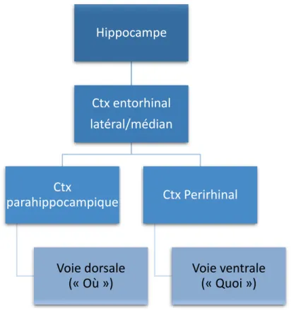 Figure 11:Le modèle BIC (Binding in context), une proposition d’organisation anatomo-fonctionnelle du LTM (ctx=cortex), adapté de Diana et  al., 2007)