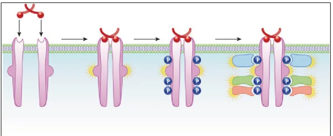 Figure 1.10  Modèle de dimérisation des récepteurs tyrosines kinases   Figure tirée de (NatureEducation 2010) 