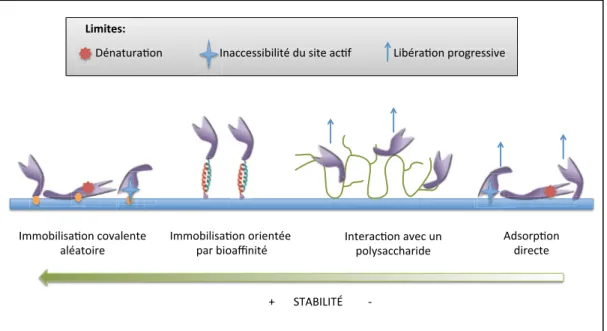 Figure 1.12  Schéma présentant de techniques d'immobilisation de  biomolécules et certaines de leurs limites 