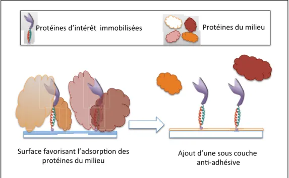 Figure 1.14  Schéma illustrant l'utilité d'une sous-couche antiadhésive   pour l'immobilisation de protéines 
