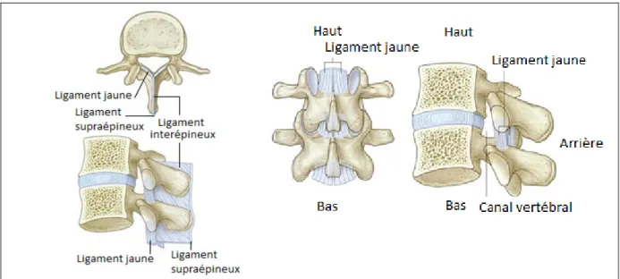 Figure 1.4: Ligaments inter-épineux, jaunes et inter-apophysaires. Tirée de Drake (2006) 