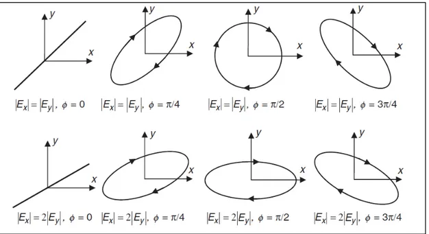 Figure 1.1 Vues en deux dimensions d’ondes lumineuses polarisées                                        Tirée de Hui et al