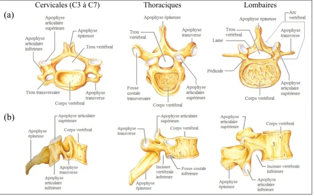Figure 1.2  Anatomie des vertèbres cervicales, thoraciques et lombaires  (a) vue supérieure (b) vue latérale droite 