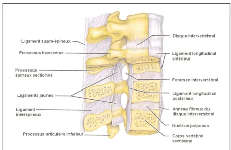 Figure 1.3  Ligaments et disques de cartilages fibreux reliant les vertèbres  Tirée de Marieb (2005, p