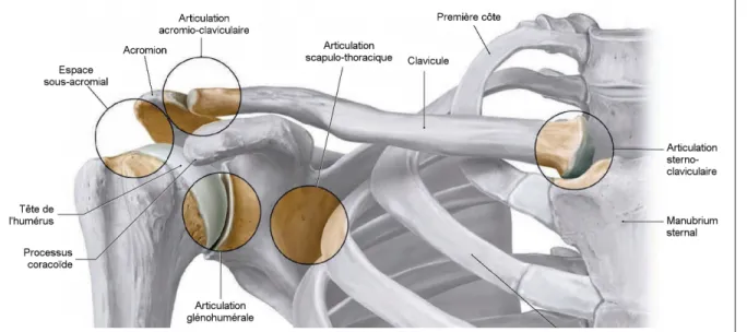 Figure 1.1 Articulations de l’épaule.