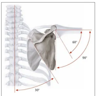 Figure 1.10 Rythme Scapulo-Huméral.