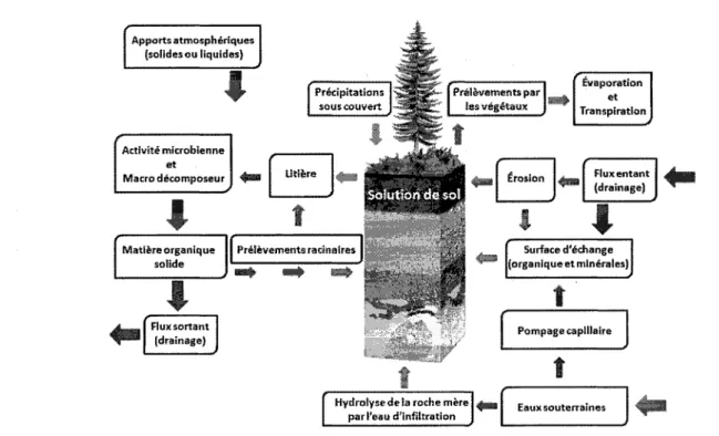 Figure 1. Schéma conceptuel des facteurs pouvant influencer la géochimie des végétaux et de l'humus.