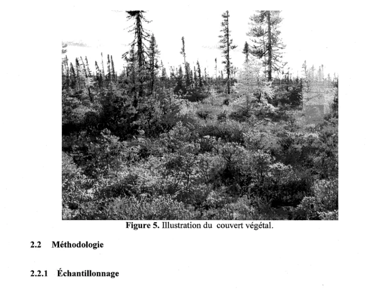 Figure 5. Illustration du couvert végétal.