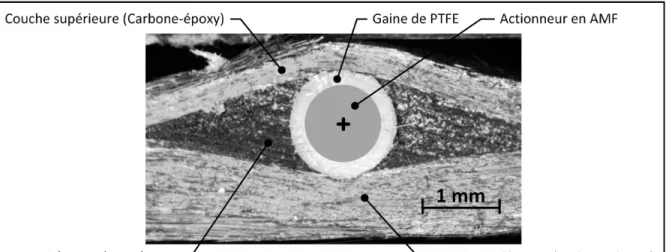 Figure 1.13  Photo obtenue à partir d’un microscope démontrant le caractère intrusif des  actionneurs en AMF et de la gaine