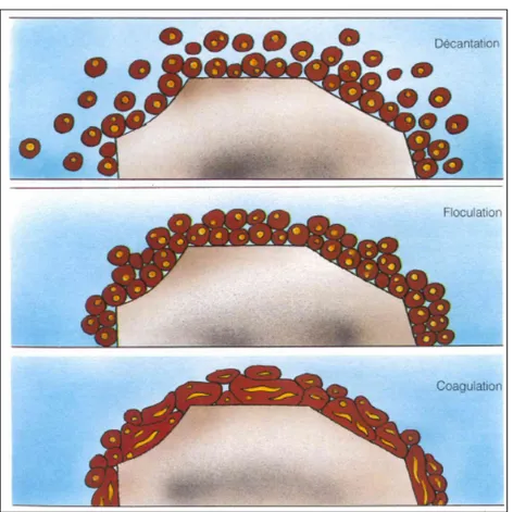 Figure 1.10 Trois étapes de la rupture d’une émulsion  Tirée de SFERB (1988, p. 29) 