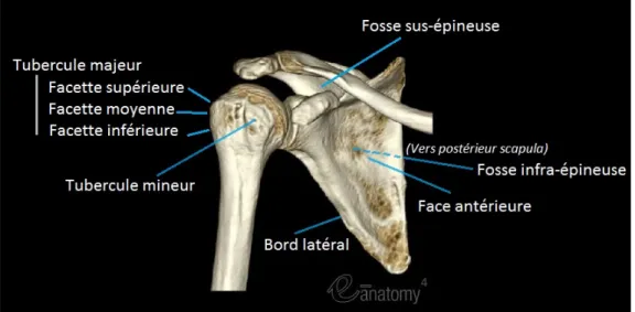 Figure 1.5 Points d’attache des muscles de la coiffe des rotateurs   (vue antérieure) 