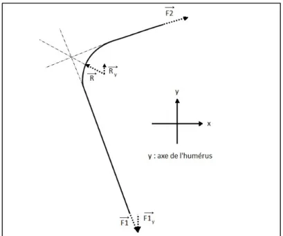 Figure 1.17 Forces sur le deltoïde   Adaptée de Billuart et al. (2006, p.78) 