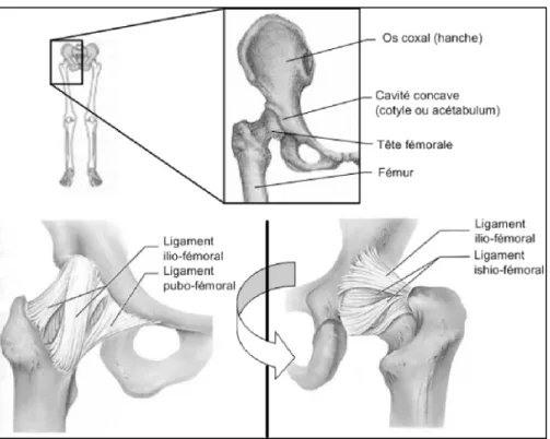 Figure 1.2 Articulation coxo-fémorale  Adaptée de Marieb (2005, p.244-252-275) 