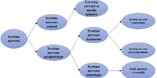 Figure 8. Organisation générale du système nerveux. 
