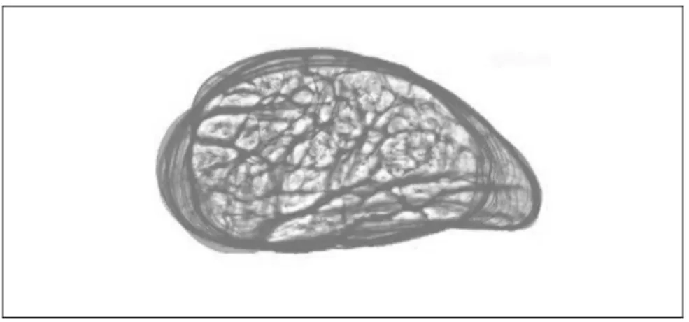 Figure 2.5 Structure 3D du SDFT reconstruite à partir des  macrophotographies sériées segmentées