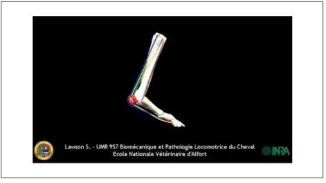 Figure 2.6 Modèle 3D de la cinématique de la jambe du cheval. 