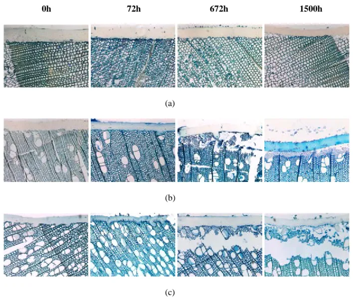 Figure  3  The light micrographs of transverse sections  of the wood  surfaces and the coating  (containing bark extract and lignin stabilizer) interface at different aging times (a) heat-treated jack  pine, (b) heat-treated birch, and (c) heat-treated asp