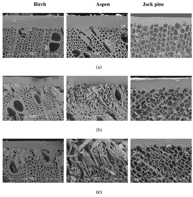 Figure 4 SEM micrographs of transverse sections of heat-treated birch, aspen and jack pine surfaces  and the coating (containing bark extract and lignin stabilizer)  interface (a) before aging, (b) after  672h of aging and (c) after 1500h of aging 