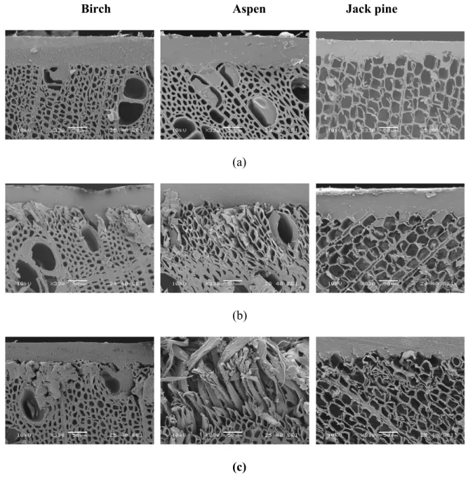 Figure 4 SEM micrographs of transverse sections of heat-treated birch, aspen and jack pine surfaces and the coating (containing bark extract and lignin stabilizer) interface (a) before aging, (b) after 672h of aging and (c) after 1500h of aging
