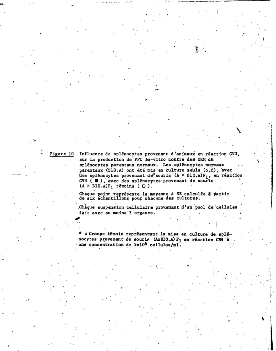 Figure  10  Influence  de  splénocytes  provenant  d' an:1m.aux  en  réaction  GVU, 