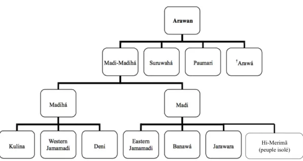 Figure 2 : L’arbre de parenté des peuples Arawá, les habitants du Moyen-Purus 