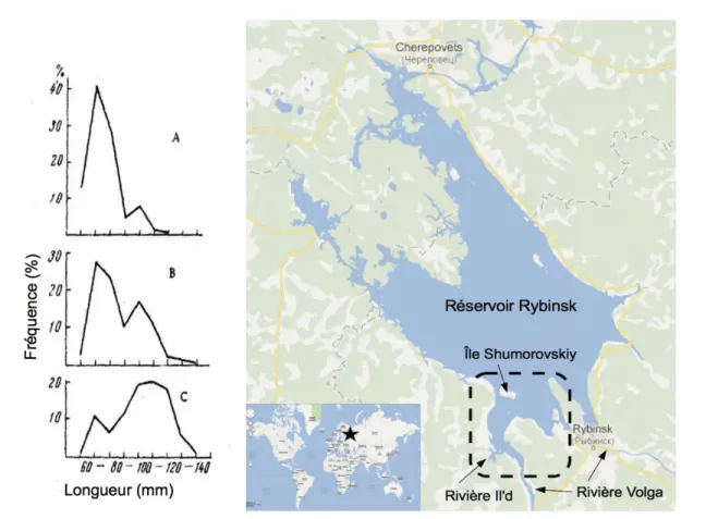 Figure 1.2 : Distribution de fréquence des tailles des éperlans européens en fonction du  site de fraie (A) en réservoir sur les rives de l'île Shumorovskiy, (B) à l'embouchure de la  rivière Il'd dans la rivière Volga et (C) dans la rivière Il'd, en amont