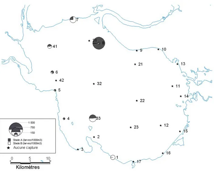 Figure 2.4 : Distribution de l'abondance des jeunes stades de développement des larves vésiculées d'éperlan arc-en-ciel (stades A et B  selon Cooper 1978; annexe 2.4), dans le lac Saint-Jean en 1998 et 1999 (tiré de Gagnon 2005a)