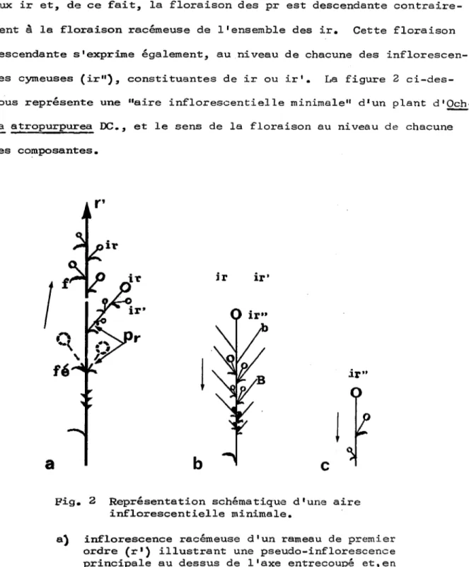 Fig.  2  Représentation  schématique  d'une  aire  inflorescentielle  minimale • 