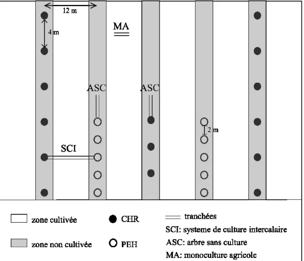 Figure 1 : Schéma d’un bloc expérimental illustrant la disposition des tranchées  d’échantillonnage  racinaire  dans  les  différentes  conditions  de  croissance  des  arbres et de la culture