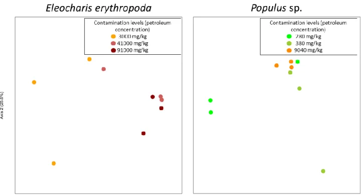 Figure 3.  Unconstrained ordination of fungal endophytes of E. erythropoda  and Populus sp