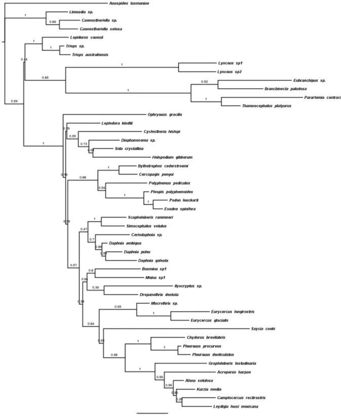 Figure 3.1: Maximum clade credibility mtDNA gene-tree for the cladoceran taxa. The  posterior probabilities of each split are indicated above it