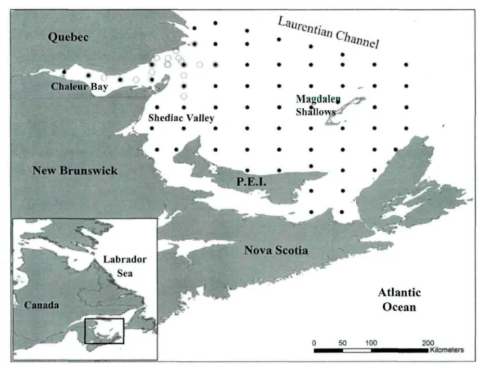 Figure 1. Sampling grid used for the mackerel egg and larval survey in the southern Gulf of St