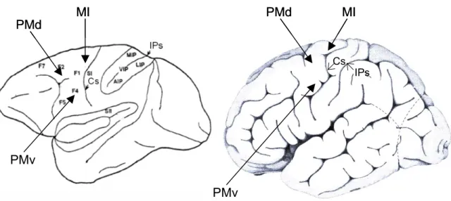 Figure 1. Faces latérales d’un cerveau de singe (à gauche) et d’homme (à droite) montrant  certaines régions impliquées dans des interactions perceptivo-motrices