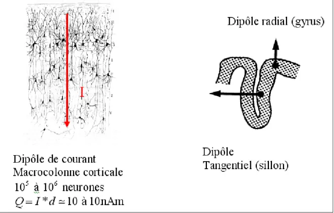 Figure 1.1    Le regroupement de million de neurones perpendiculaires à la surface de la  matière blanche est modélisé par un dipôle de courant dont sa direction est  perpendiculaire à la surface corticale