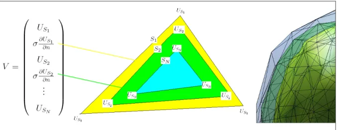Figure 1.4    Correspondance entre les éléments d’une colonne de la matrice V et les  valeurs aux nœuds du maillage des surfaces qui constituent le modèle de la tête