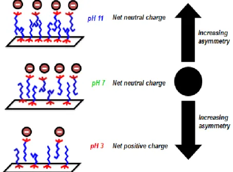 Figure  2.7  Proposed  changes  in  the  macromolecular  structure  of  DTAC  at  the  silica/water  interface,  which  are  induced  by  acidic  or  basic  pH  conditions