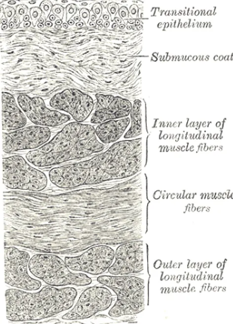 Figure 1.2 – Vue en coupe de la paroi de la vessie