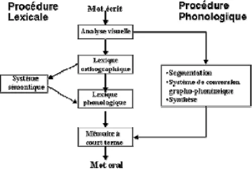 Figure 1 : Le modèle double voie 