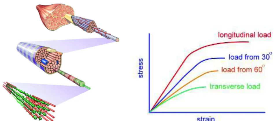 Figure 2.48: Composition fibrillaire du muscle &amp; courbes contraintes/déformation en fonction de l’axe de  la sollicitation (103)   