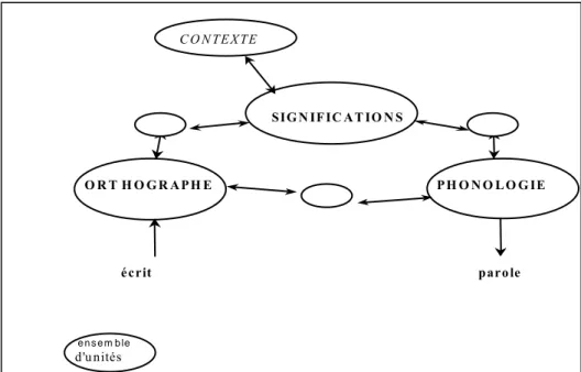 Figure 3 : Le modèle connexionniste de Seidenberg et McClelland (1989) proposé par Gombert (2003b) 