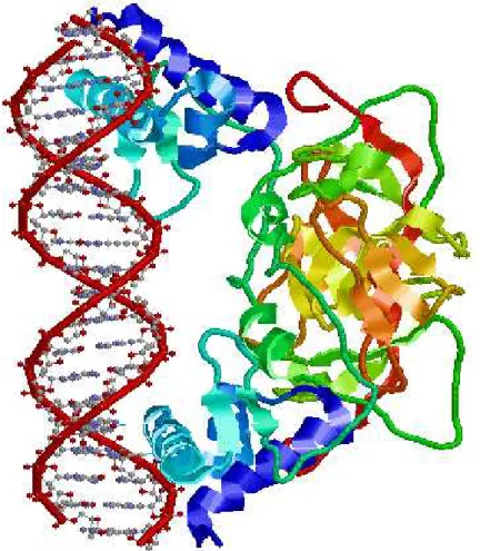 Figure 1.5 – Exemple de liaison ADN /protéine.