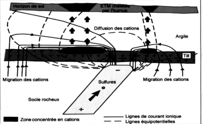 Figure 2 : Le développement des anomalies cationiques dans les horizons du sol par diffusion vers le haut par de forts courants cationiques