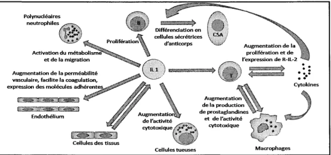 Figure 3 Représentation graphique des différents rôles de l'interleukine 1