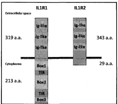 Figure 4 Représentation graphique de la structure des récepteurs de Pinterleukine 1