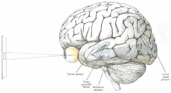 Figure 1 - Schéma représentant le trajet des signaux visuels envoyés par l’image à l’œil jusqu’au cortex  visuel en passant par la voie optique (d’après Hubel, 1988)