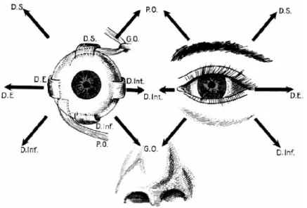 Figure 3 - Schéma des six muscles extra-oculaires et leur action, vue antérieure (d’après Legent et al.,  1976)