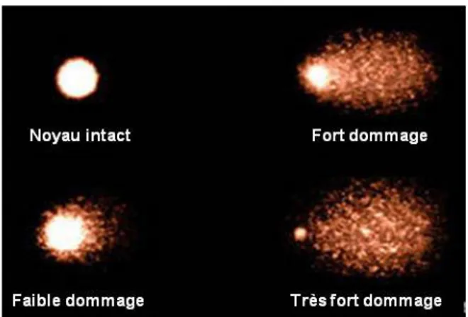 Figure I-4 : Aperçu des résultats de la migration lors d’un test comète  (modifiée d’après http://www.entpe.fr) 