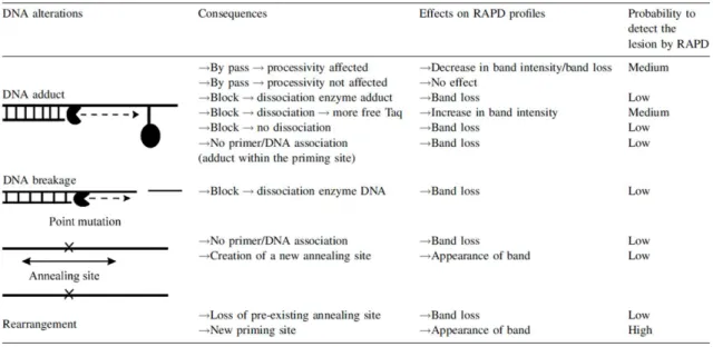 Figure I-8 : Relation entre altérations de l’ADN et effet sur les profils RAPD   (Atienzar et Jha, 2006) 