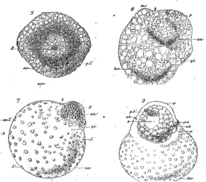 Figure I-17 : Premiers stades embryonnaires chez Helix pomatia  